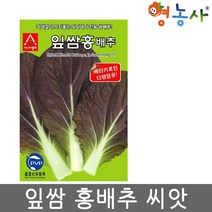 잎쌈홍배추 씨앗 500립 잎따내기 홍 쌈배추 종자 케타카로틴, 잎쌈홍배추씨앗
