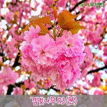착한가격나무생각 겹벚나무 R3(개화주), 주