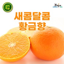 고당도 제주 산지직송 과일 황금향 감귤 3kg 5kg 10kg 가정용 선물용 선물세트 선물 특품, 4.프리미엄 황금향 5KG 대과