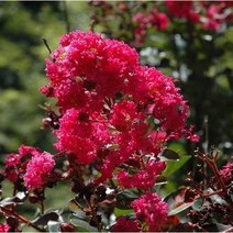 백일홍나무 무료배송(핑크벨루어화분 자엽백일홍 레드화분 자엽백일홍 화이트화분 다이너마이트백일홍화분), 자엽백일홍레드,화이트 2종세트,(화분)