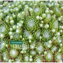 거미줄 바위솔 [4포트] (복남이네 야생화 모종 succulent 노지월동 다육), 1개