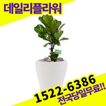 떡갈나무 개업축하화분배달 개업식 개업선물 식당 카페 개원 집들이 승진 취임 부임 영전 전국당일 실내관엽식물 배송