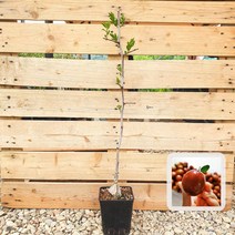 사과대추(사홍)나무 묘목 화분묘