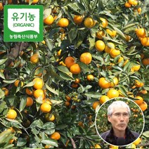제주삼촌 제주 유기농 귤 11brix 이상 타이백 혼합과 제주도 노지 감귤 산지직송, 제주 유기농 감귤 혼합과 5kg
