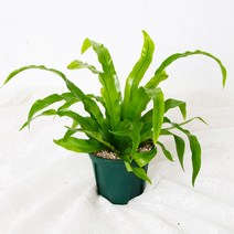 아비스 고사리 공기정화식물 분갈이 완성 슬릿 화분, 선택:아비스 고사리