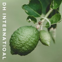 정품 생 라임 1kg (8~15입 내외), 단품