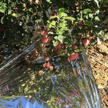 과일 열매 은박지 사과 반사 필름 과수원 온실 착색 방수, O.폭 2m 길이 120m개