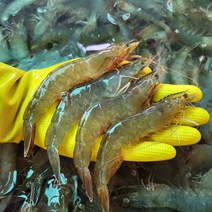 국내산 활 흰다리새우 1kg 제철 왕새우