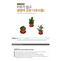 다육식물 200여종 다육 식물 최다종 화분, 다육식물_월동자, 1개