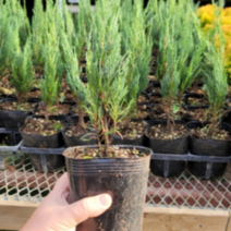 (D소망)블루엔젤(측백나무) (4치 포트)1그루