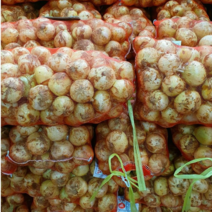 23년 청원농산 햇양파 3kg 5kg 10kg, 햇양파 10kg x1box