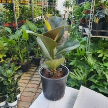 35~50cm 59 고무나무 중품