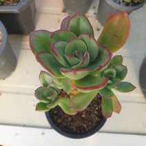 [수암다육] 레인지 랜덤발송 Echeveria 랜덤발송 다육 다육이 다육식물 317, 1개