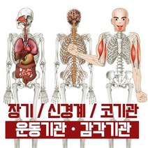 인체내부골격만들기(신경계 코기관+운동기관 감각기관)