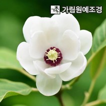 함박꽃나무 함박꽃 정원수 가림원예조경, 5치포트(2개세트)