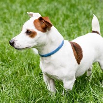 세븐펫 강아지 진드기제거 해충방지 모기퇴치 목걸이