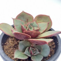 [나애다육] 원종롱기시마(자연군생) (37-1109)