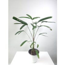 1촉 중품 잘 큰 관음죽 중품 야자과식물 255069, 1개