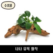 [수초몰] 나나 유목 활착 커피폴리아나나 골든나나 / 초보 수초 구피 어항 물고기 금붕어 열대어 부상 물배추 베타, 소