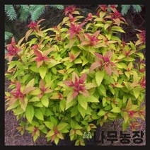 (나무농장) 삼색조팝 5치포트