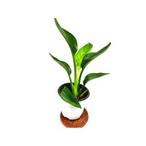 소예방 극락조 (소품) 여인초 실내공기정화식물 식물인테리어 반려식물 애완식물