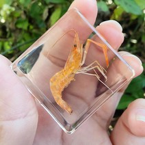 리얼 곤충 수지 표본 삽갑 거미 게 달팽이 전갈 물고기 해양 식물 호박 동물 수지 진충, 초록새우개