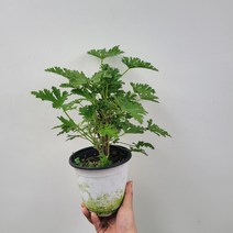 모기퇴치 구문초 로즈제라늄 중품 25~45cm 59