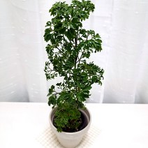 폴리셔스 집에서 키우기 쉬운 실내 공기정화 식물 독알토분, 단품