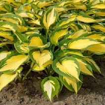 호스타 포비든프루트 P9, 1개