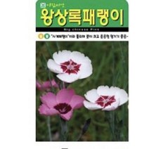 향이좋은 왕상록패랭이 씨앗(5000립)(A0756)