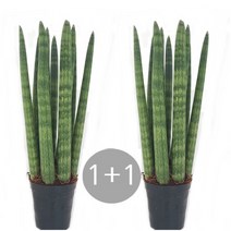 트리앤 1+1 20cm-스투키 수퍼바 금전수 문샤인 산세베리아 미세먼지제거, 14. 1+1 스투키30cm-7촉 이상 1개