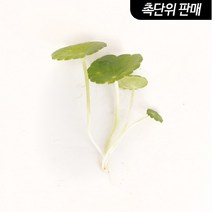 바보사랑 워터머쉬룸 6촉 (원예수초 전경꾸미기) .미미네아쿠아