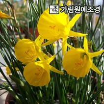 수선화 구근 17종 5구세트 2023년 신상품 가림원예조경, 골든벨스하이브리드(5구세트)