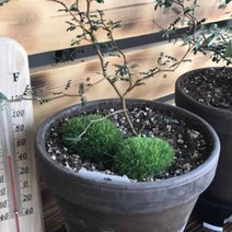 화분 장식용 조경 데코레이션용 테라리움 인조비단이끼