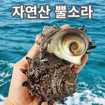 가미찬 거제도 제철해산물 해녀가 직접 잡은 산지직송 자연산 뿔소라, 3kg, 1개