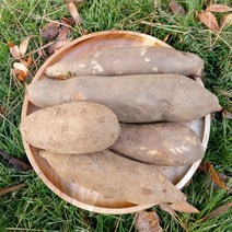 강원도 강릉 햇 야콘 생 야콘 생식용 5kg 10kg, 강원도 강릉 햇 야콘 생 야콘 생식용 하품 10kg