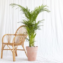 에이리프스토어 아레카야자 이태리 토분 대형화분, 민자 화분받침(기본), 추가 안함(기본)