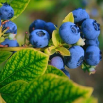 카페 프리미엄 수입 블루베리 생과 생블루베리 500g