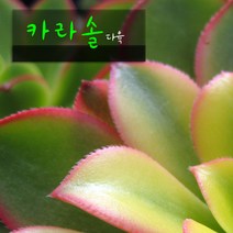 허브여울다육 카라솔(까라솔) 지름 9cm 소품화분, 5개