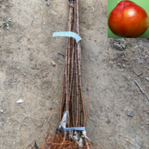 (D소망)추희 자두나무묘목 접목1년 2그루, 1개