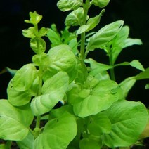 수초 옐로우 리시마키아 30촉