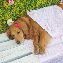 시원한 강아지 인견이불 애견 여름 블랭킷 9종 M L 소중대형견용 토끼퐁퐁 M 외, 토끼퐁퐁(피치)