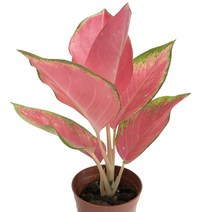 아글레오네마붉은황제-잎이아름다운식물/실내원예식물