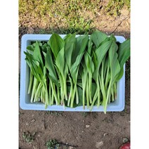 강원도 강릉 명이나물 산마늘 생명이 울릉종 대명이 500g 1kg 2kg, 1개
