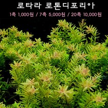 [수초아쿠아] 로타라 로톤디포리아 초보수초 인기수초 구피 새우 은신처 어항수초 수초맛집 득템수초, 20개