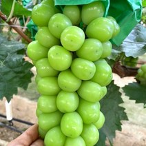 냥냥이네 특품 샤인머스켓 4수 2kg 과일 제철 샤인머스캣 가을 새벽배송 생일선물추천 샤인머스켓보관, 상세페이지 참조, 0216 본상품선택
