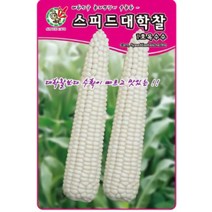 대학찰보다 수확이 빠르고 맛잇는 스피드대학찰옥수수 씨앗 100립, 단품