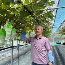 샤인머스켓 샤인머스캣 브릭스 청 망고 포도 김천 영천 2kg, 2.6kg(6~8수), 1개