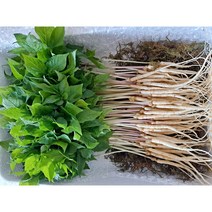 [기쁨의농산]수경재배 최고급새싹인삼 대.중혼합 (100뿌리/15~25cm)