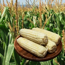 쫀득쫀득 맛있는 건강식 냉동 찰옥수수 특대, 특대찰옥수수 10개